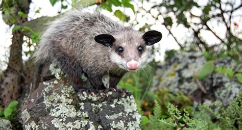 Fun facts about the Mexican Tlacuache