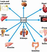 Image result for growth hormone