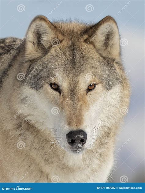 Tundra Wolf (Canis Lupus Albus) Closeup in the Winter Snow. Stock Photo ...