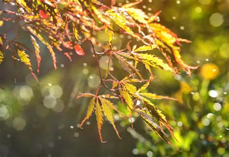 形容秋雨的句子优美（秋雨的句子简短唯美）-互汇语录网