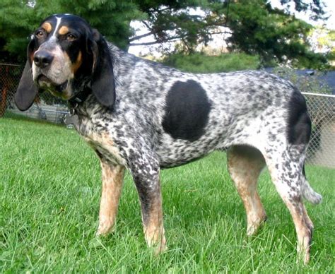 Bloodhound vs Bluetick Coonhound - Breed Comparison