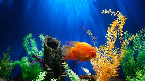 Marine wafers vs Ornamental fish wafers – The Science Behind Choosing ...