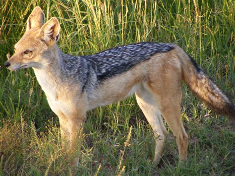 Seswantšho:Black Backed Jackal Masaai Mara April 2008.JPG - Wikipedia ...