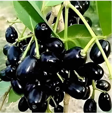 Oxiflora® Ram Jamun or Raja Jamun Grafted hybrid - 1 Healthy Live Super ...