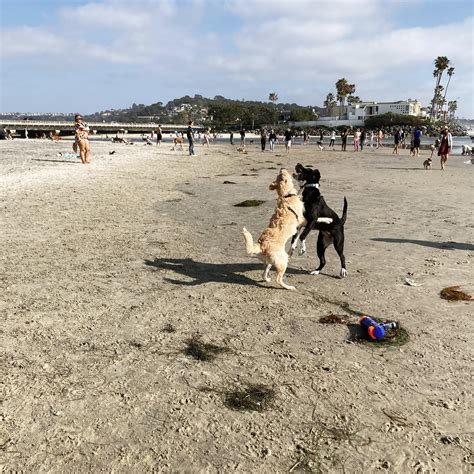 What Beaches Allow.dogs at Kevin Blankenship blog