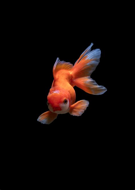 红色金鱼摄影图素材图片下载-万素网