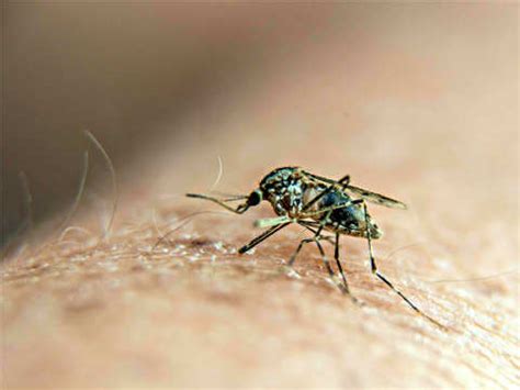Infographic: Chikungunya and Dengue crisis in India: Facts - Times of India