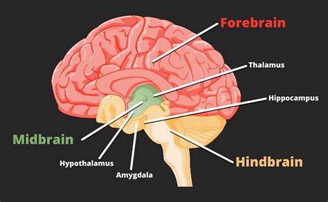 Thalamus And Hypothalamus Skill Lab Learning