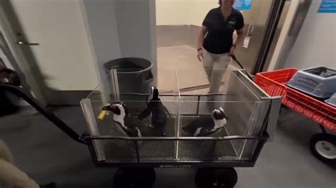 Rare orange lobster gives birth to dozens more orange lobsters