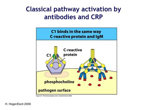 Classical Complement Pathway 的图像结果
