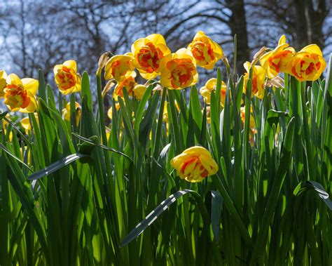 Narcissus 'Kiwi Sunset' bulbs — Buy online at Farmer Gracy UK