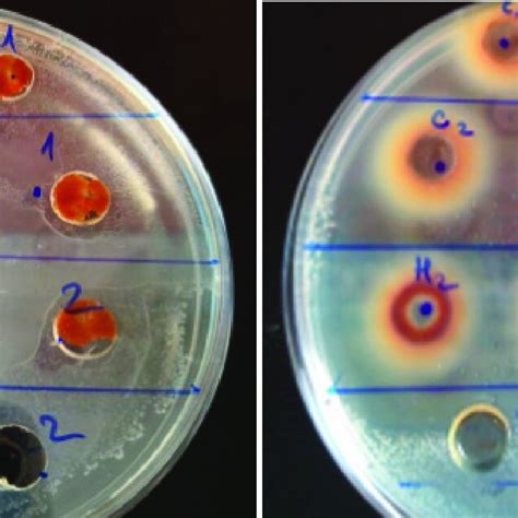 Image result for Well Diffusion Method