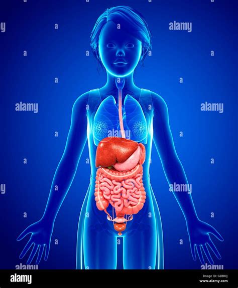 Human internal organs, illustration Stock Photo - Alamy