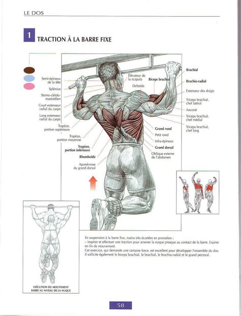 Image result for Musculation Dos