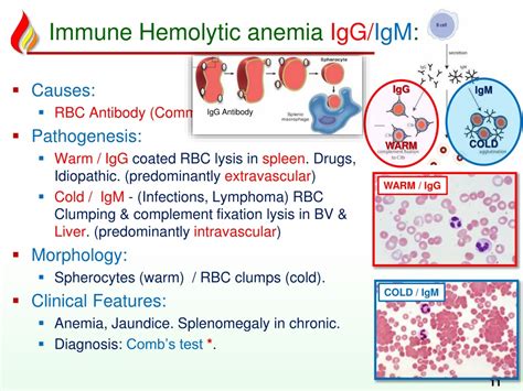 Cold Autoimmune Hemolytic Anemia Treatment at Jesse Lombard blog