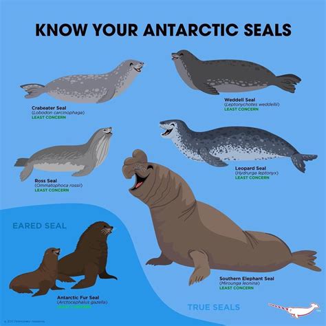 Types Of Seals List at Andre Crozier blog