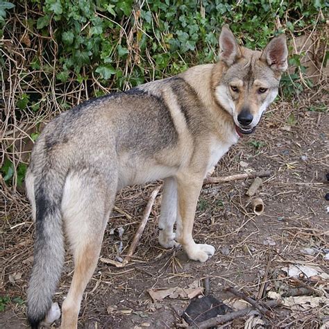 11 Best Wolf Dog Breeds - PetHelpful