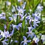 Image result for Flowers Blue Real Spring