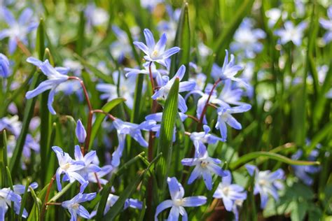 Gardening and Gardens: Little Blue Spring Flowers - What Are They?