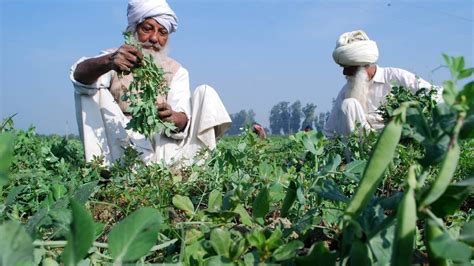 Explained: 'कृषि-आतंकवाद' क्या है जिसने अमेरिका को झंझट में डाला, भारत ...