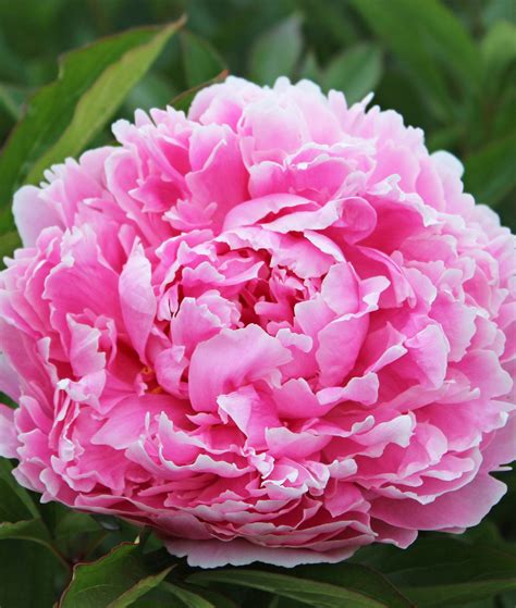 Sarah Bernhardt Peony - 1 root division