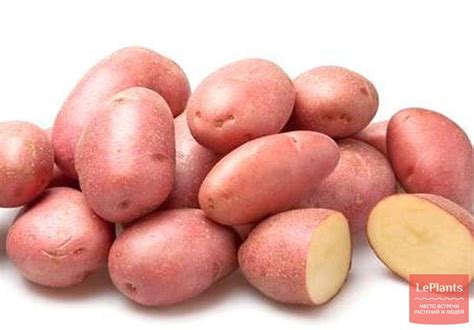 Сорт картофеля розара, описание, характеристика и отзывы, а также ...