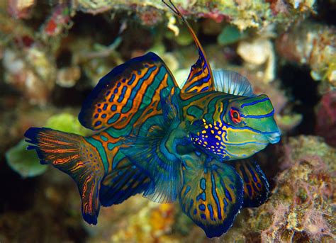 exotic aquarium fish