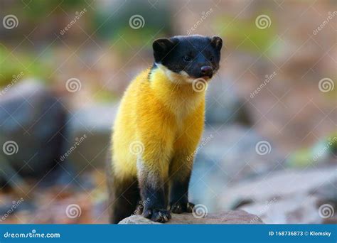 The Yellow-throated Marten Martes Flavigula Standing Ma a Tree Trunk in ...