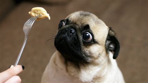 Food For Pug | Kooky Pugs
