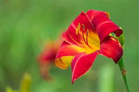 Flowers Head Closeup Stock Photo - Download Image Now - Autumn ...