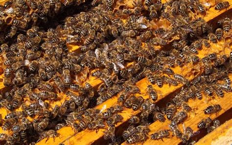 春季养蜂技术及注意事项 - 养蜂技术 - 酷蜜蜂
