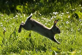 Image result for Spring Rabbit