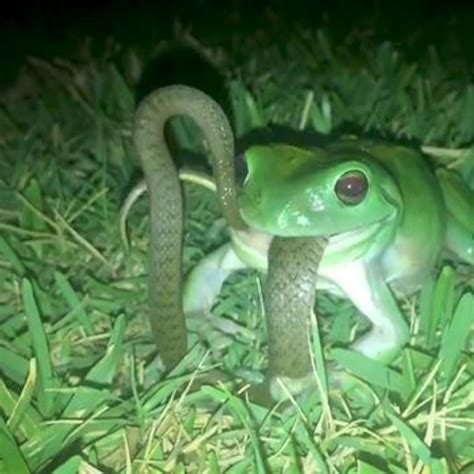 Frog Eating Snake