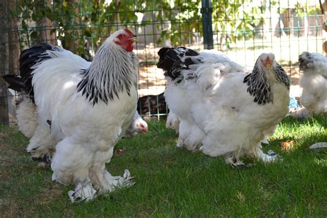 Light Brahma Family https://www.facebook.com/brahmaabika | Beautiful ...