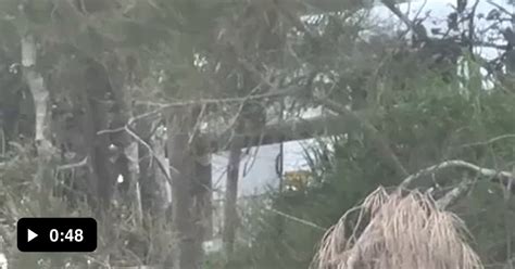 Image result for Amazing Python Fights