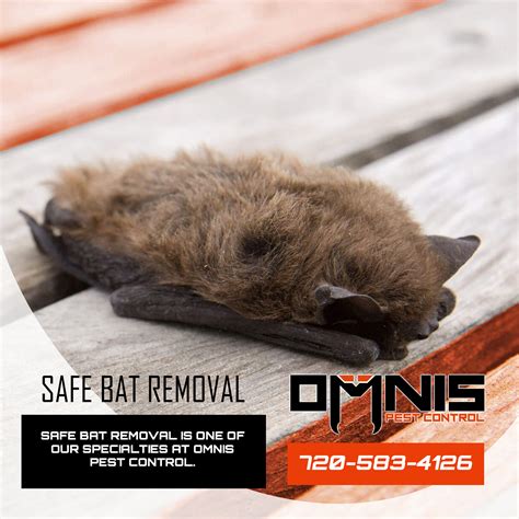 Safe Bat Removal - OMNIS Pest Control