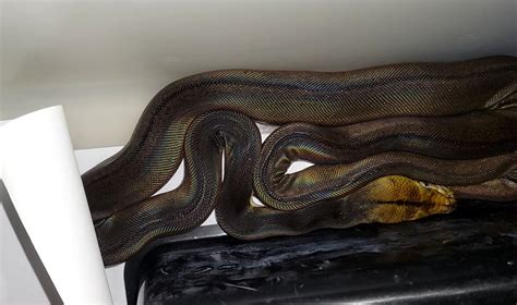 Image result for Retic Python Bite