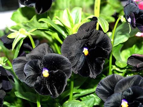 Halloween II Pansy Seeds – Seasonal Orange and Black Garden Accent ...