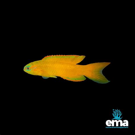 Yellow Assessor – EasternMarine Aquariums