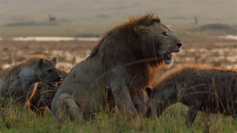 Do Hyenas Eat Lions