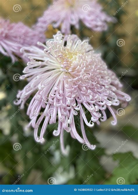 Japanese Spider Chrysanthemums Flowers Pink Stock Photo - Image of ...