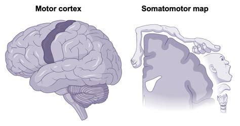 Brain Function Map 的图像结果