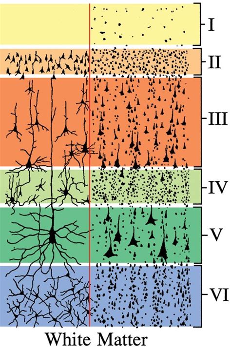 Neocortex 的图像结果