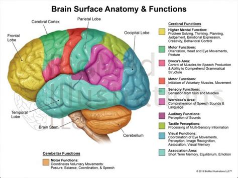 Brain Function Diagram 的图像结果