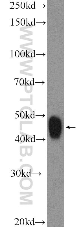 MAFB antibody (20189-1-AP) | Proteintech