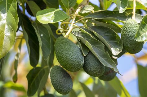 What do avocados taste like? - Swirls of Flavor