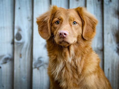 Light Brown Dog Breeds