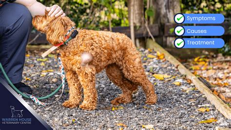 Hard Lump Vs Soft Lump On Dog Neck - Infoupdate.org