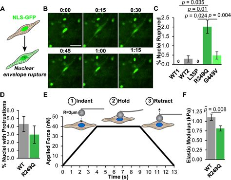 Nuclear damage in LMNA mutant iPSC-derived cardiomyocytes is associated with impaired lamin ...
