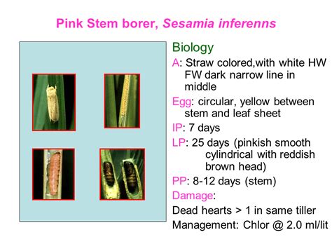 Pests of Wheat PPTX